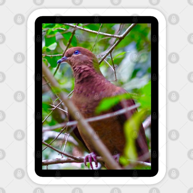 The Brown Cuckoo Dove Sticker by Mickangelhere1